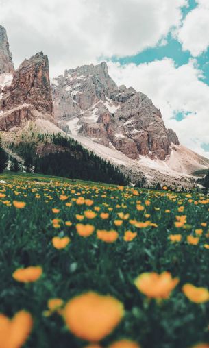 Italy, mountains, flower field Wallpaper 1200x2000