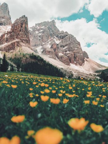 Italy, mountains, flower field Wallpaper 2048x2732