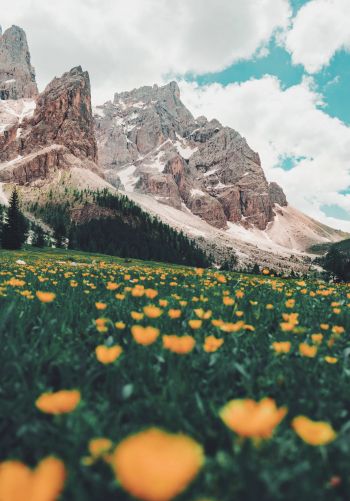 Italy, mountains, flower field Wallpaper 1668x2388