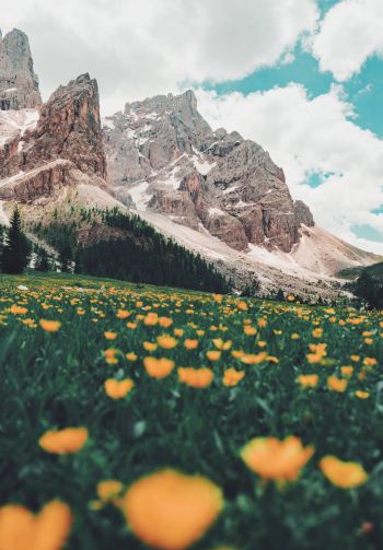 Italy, mountains, flower field Wallpaper 1640x2360