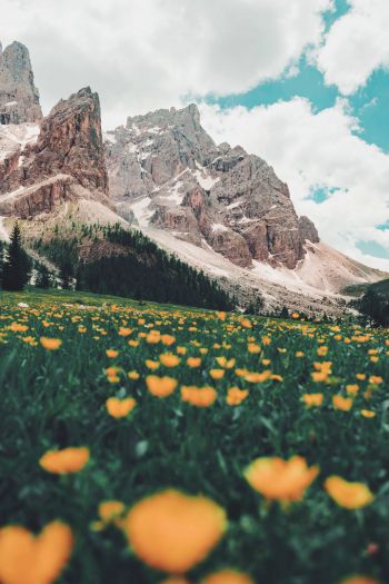 Обои 640x960 Италия, горы,  цветочное поле