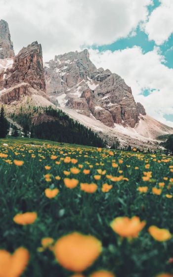 Italy, mountains, flower field Wallpaper 1200x1920