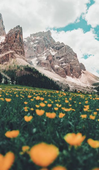 Italy, mountains, flower field Wallpaper 600x1024