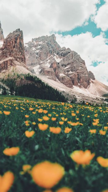 Italy, mountains, flower field Wallpaper 640x1136