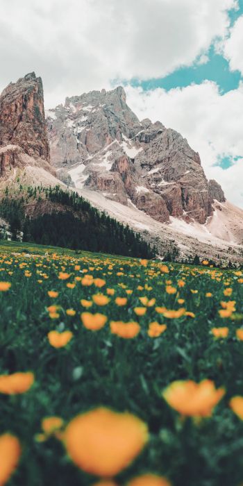 Italy, mountains, flower field Wallpaper 720x1440