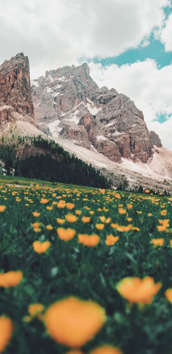 Italy, mountains, flower field Wallpaper 1440x2960