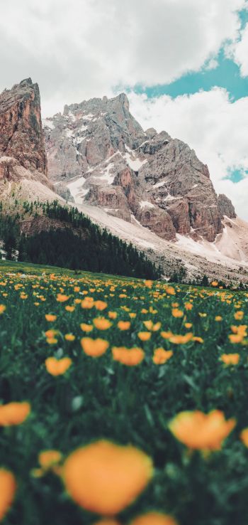Italy, mountains, flower field Wallpaper 1440x3040