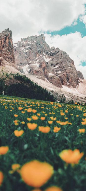 Italy, mountains, flower field Wallpaper 1080x2400