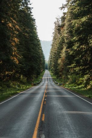 road, forest Wallpaper 640x960