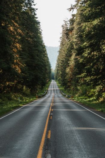 road, forest Wallpaper 640x960