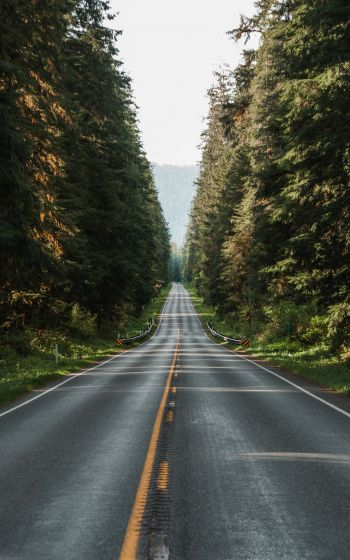 road, forest Wallpaper 1200x1920