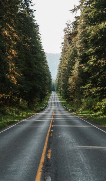 road, forest Wallpaper 600x1024
