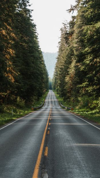 road, forest Wallpaper 750x1334