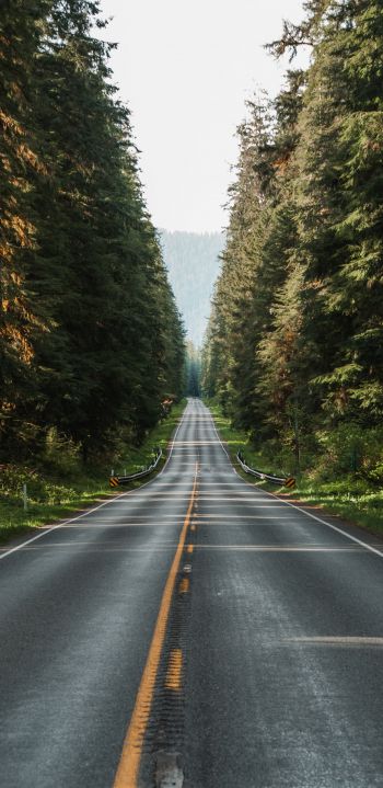 road, forest Wallpaper 1440x2960