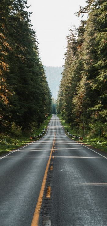 road, forest Wallpaper 1440x3040