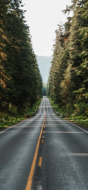 road, forest Wallpaper 1242x2688