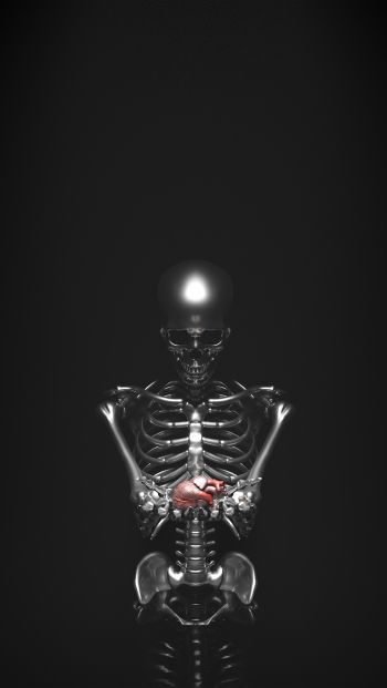 skeleton, 3D modeling Wallpaper 640x1136