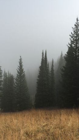Обои 640x1136 туман, хвойные деревья