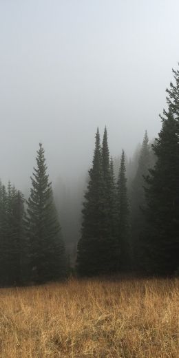 Обои 720x1440 туман, хвойные деревья
