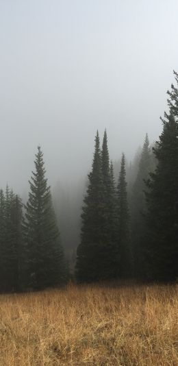 Обои 1440x2960 туман, хвойные деревья