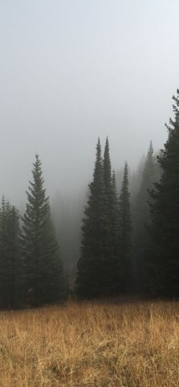 Обои 1284x2778 туман, хвойные деревья