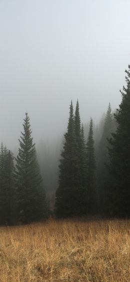 Обои 1080x2340 туман, хвойные деревья