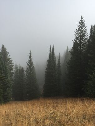 Обои 2048x2732 туман, хвойные деревья