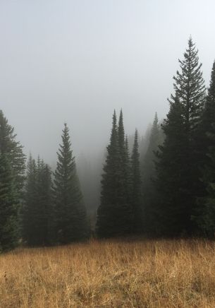 Обои 1668x2388 туман, хвойные деревья