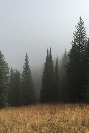 Обои 640x960 туман, хвойные деревья