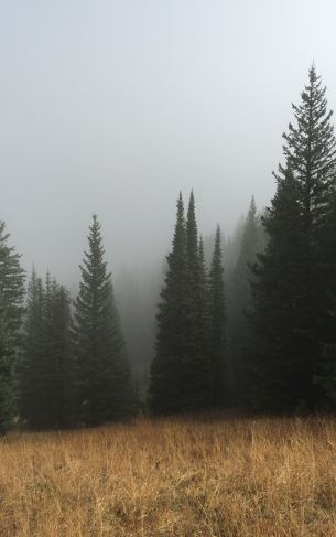 Обои 1752x2800 туман, хвойные деревья