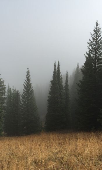 Обои 1200x2000 туман, хвойные деревья