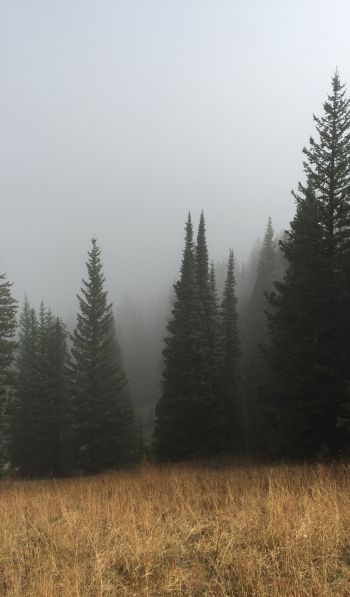 Обои 600x1024 туман, хвойные деревья