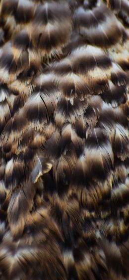 feathers, bird Wallpaper 1242x2688
