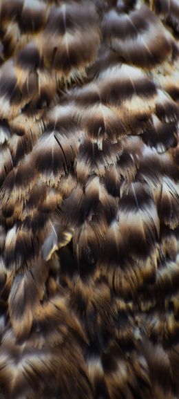 feathers, bird Wallpaper 1440x3200