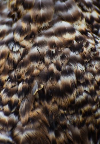 feathers, bird Wallpaper 1640x2360