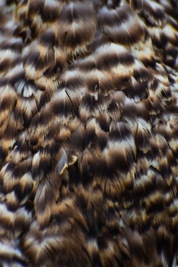 feathers, bird Wallpaper 640x960