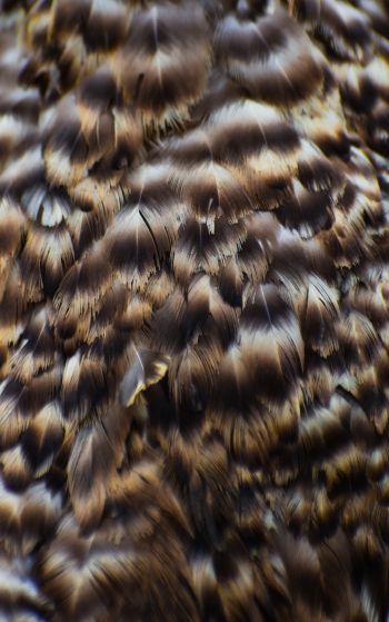feathers, bird Wallpaper 1752x2800