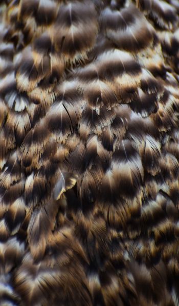 feathers, bird Wallpaper 600x1024