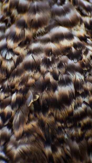 feathers, bird Wallpaper 640x1136