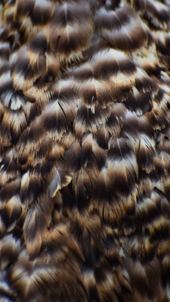 feathers, bird Wallpaper 1440x2560