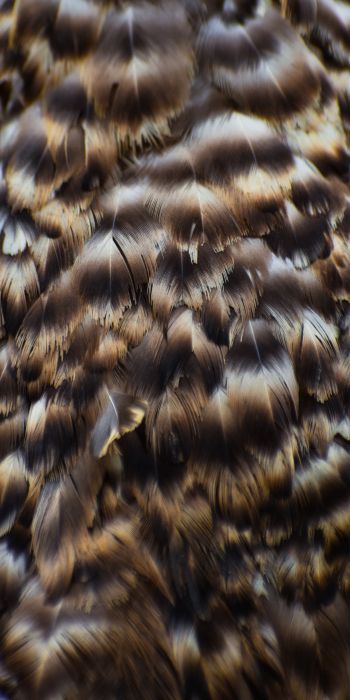 feathers, bird Wallpaper 720x1440