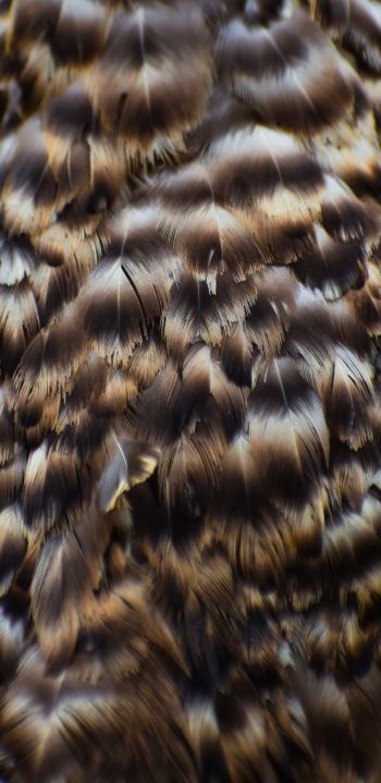 feathers, bird Wallpaper 1080x2220