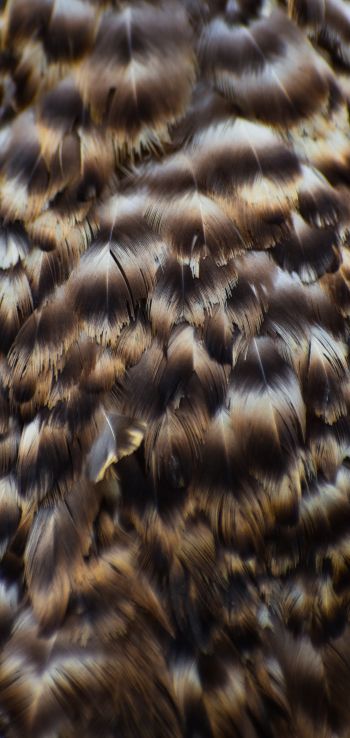 feathers, bird Wallpaper 720x1520