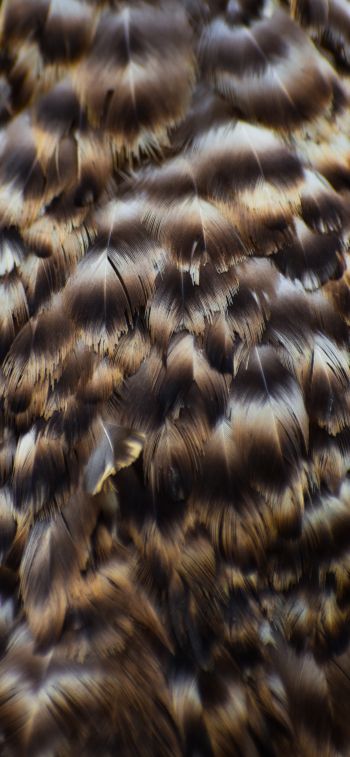 feathers, bird Wallpaper 1125x2436