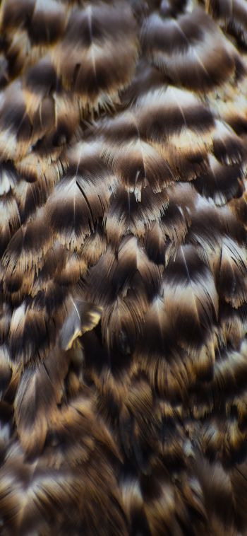 feathers, bird Wallpaper 1080x2340