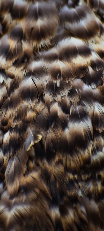 feathers, bird Wallpaper 720x1600