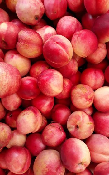 peach, fruit Wallpaper 1752x2800