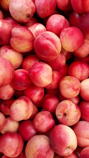 peach, fruit Wallpaper 640x1136