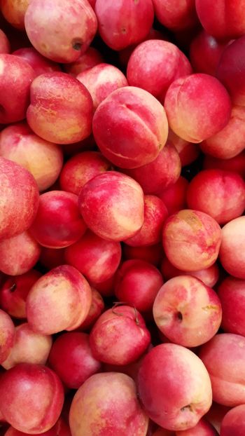 peach, fruit Wallpaper 1080x1920