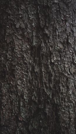 tree bark Wallpaper 640x1136
